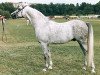 stallion Nicodar 1974 ox (Arabian thoroughbred, 1974, from Dardir 1959 ox)