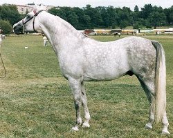 stallion Nicodar 1974 ox (Arabian thoroughbred, 1974, from Dardir 1959 ox)