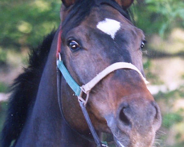 dressage horse Ivenack (Trakehner, 1995, from Hohenstein I)