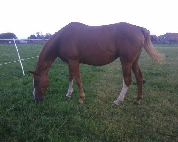 broodmare Wildrose (Hanoverian, 1995, from Warkant)