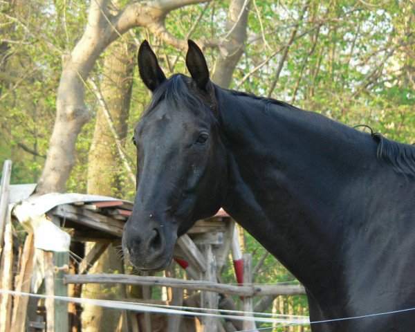 dressage horse Divajio (Hanoverian, 2004, from Don Frederico)