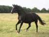 horse Lacarna (Hanoverian, 1997, from Lancier)