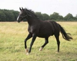 broodmare Lacarna (Hanoverian, 1997, from Lancier)