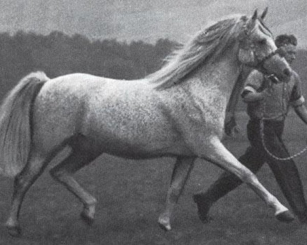 stallion Comet 1953 ox (Arabian thoroughbred, 1953, from Abu Afas 1947 ox)