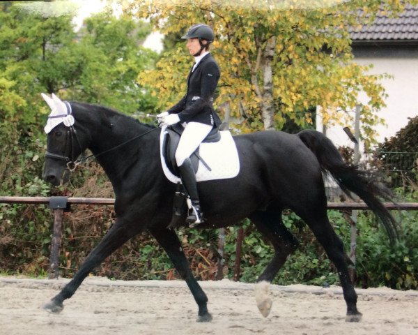 dressage horse Fabriano Junior (Hanoverian, 2003, from Fabriano)