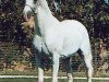 stallion Mustafar 1961 ox (Arabian thoroughbred, 1961, from Comet 1953 ox)