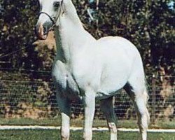 stallion Mustafar 1961 ox (Arabian thoroughbred, 1961, from Comet 1953 ox)