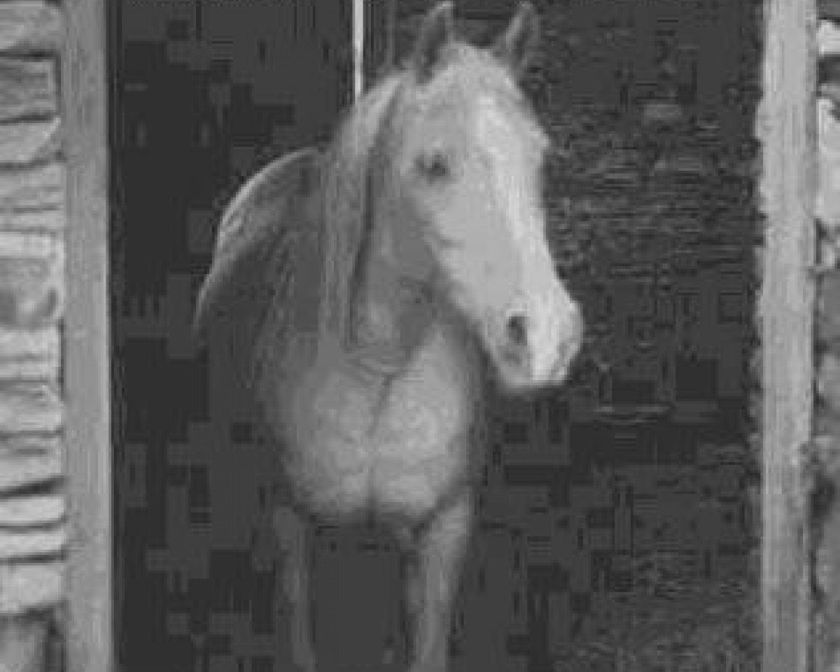 broodmare Rithyana 1943 ox (Arabian purebred, 1943, from Raktha 1934 ox)