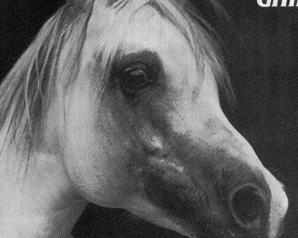 stallion Ghibli ox (Arabian thoroughbred, 1966, from Ludo ox)