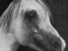 stallion Ghibli ox (Arabian thoroughbred, 1966, from Ludo ox)