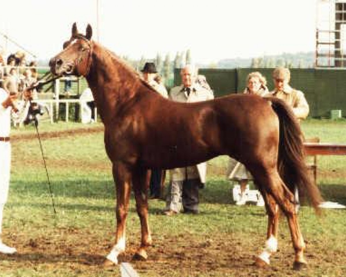 stallion Pedro 1974 ox (Arabian purebred, 1974, from Ghibli ox)