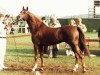 stallion Pedro 1974 ox (Arabian thoroughbred, 1974, from Ghibli ox)