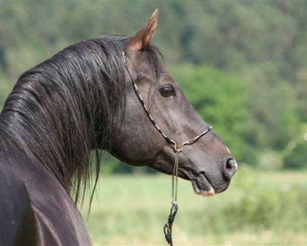 stallion El Zahim 1986 ox (Arabian thoroughbred, 1986, from Pedro 1974 ox)