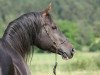 stallion El Zahim 1986 ox (Arabian thoroughbred, 1986, from Pedro 1974 ox)