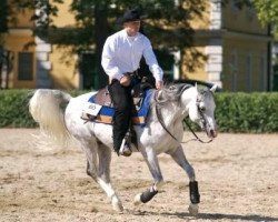 stallion Zid Ibn El Zahim ox (Arabian thoroughbred, 1997, from El Zahim 1986 ox)