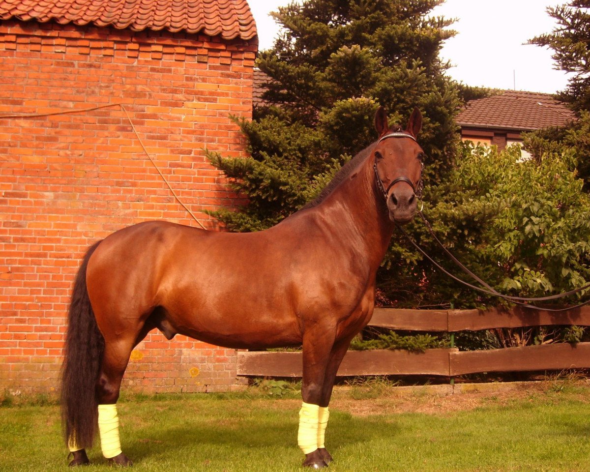 horse Carino (Hanoverian, 1997, from Don Gregory)