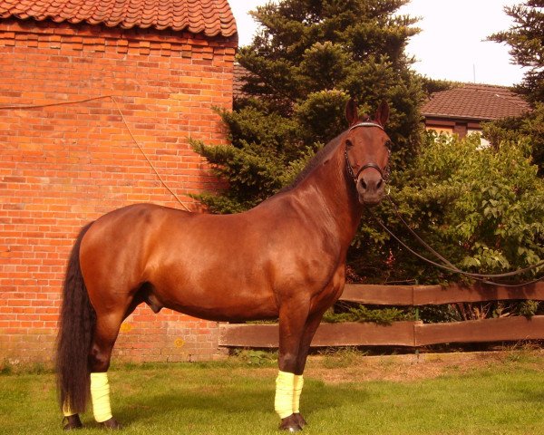 horse Carino (Hanoverian, 1997, from Don Gregory)