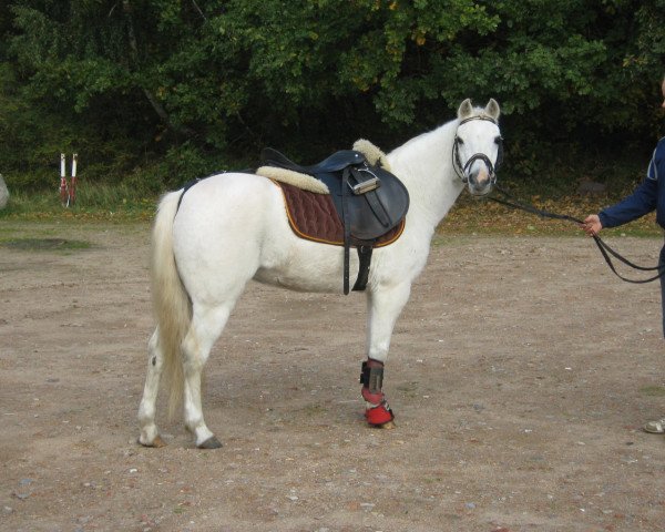 Pferd Lea (Deutsches Reitpony, 1996, von Royal Blueberry)