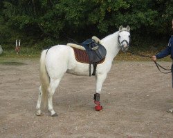 horse Lea (German Riding Pony, 1996, from Royal Blueberry)