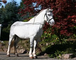 Deckhengst Highway (Welsh Mountain Pony (Sek.A), 1999, von Springbourne Herian)