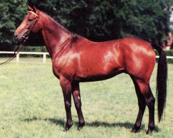 stallion Meerwirbel xx (Thoroughbred, 1983, from Tauchsport xx)