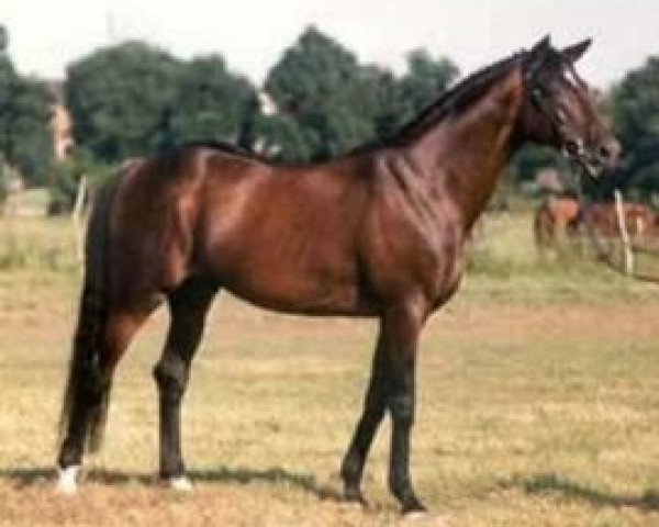 stallion Zigeunerheld xx (Thoroughbred, 1980, from Antrieb xx)