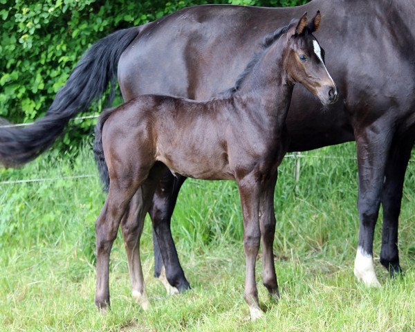 dressage horse Ibiza Sun (Hanoverian, 2022, from Asgard's Ibiza)