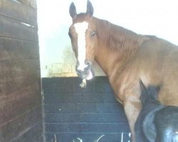 broodmare Libelle (Hanoverian, 1993, from Lauries Crusador xx)