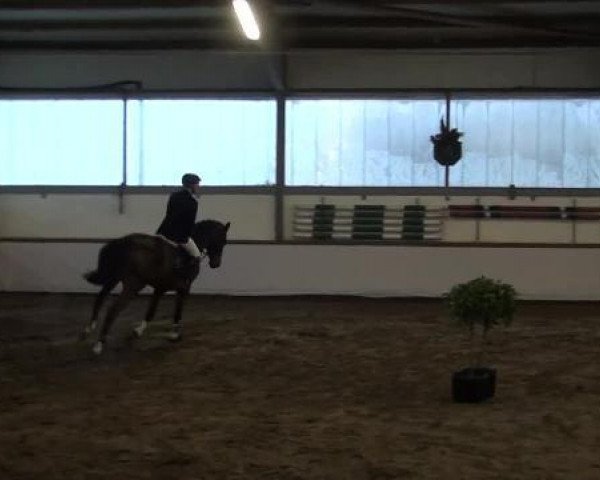 horse Miss Zento (KWPN (Royal Dutch Sporthorse), 2008, from Zento)