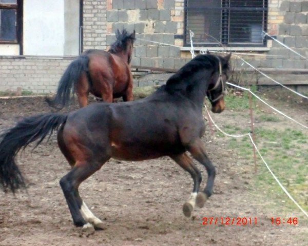 broodmare Cosy 6 (Hanoverian, 2003, from Compliment)