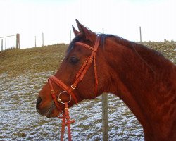 horse Shahron ox (Vollblutaraber, 1989, from Baron of Tersk ox)