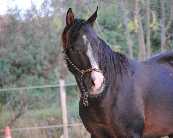 horse Aragon Monpelou ox (Arabian thoroughbred, 2010, from Baron of Tersk ox)