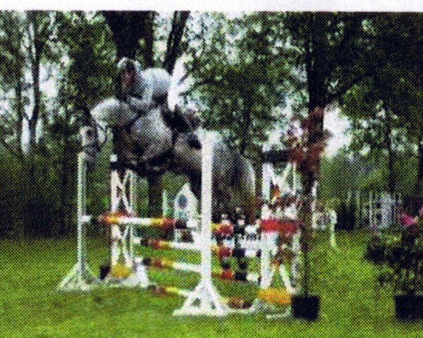 horse Callboy (Oldenburg show jumper, 2003, from Conterno Grande)