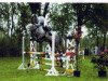 horse Callboy (Oldenburg show jumper, 2003, from Conterno Grande)