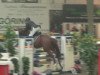 jumper Indian Gold 3 (Trakehner, 2009, from Donaugold 2)