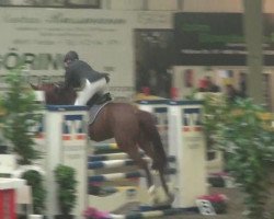 Springpferd Indian Gold 3 (Trakehner, 2009, von Donaugold 2)