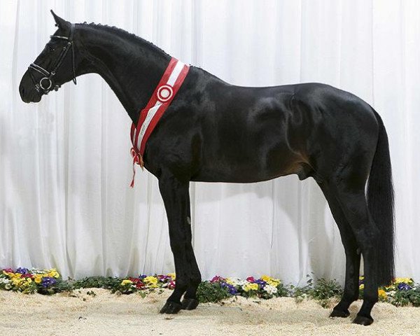stallion Hotline (Hanoverian, 2003, from Hofrat)