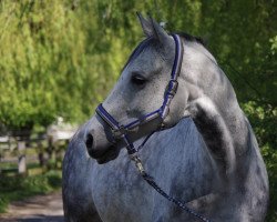 dressage horse Cosmic Blue 6 (Württemberger, 2010, from Cliostro)