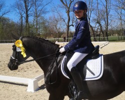 dressage horse Humphrey 63 (German Riding Pony, 2012, from Henry)