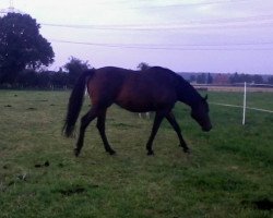 broodmare Quite Anette (Oldenburg show jumper, 2003, from Quite Easy I)