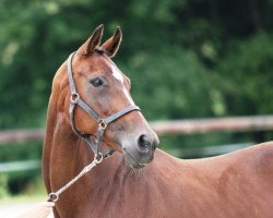 Zuchtstute What a Pleasure Polderrand (Belgisches Warmblut, 1999, von For Pleasure)