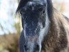 broodmare Marcy (German Riding Pony, 2008, from Nacromancer in the dark)