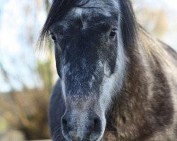 Zuchtstute Marcy (Deutsches Reitpony, 2008, von Nacromancer in the dark)