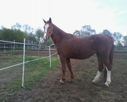 broodmare Akelei (Hanoverian, 1996, from Azett)