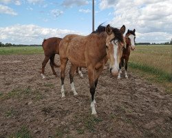 dressage horse Cream Honey Moon (German Riding Pony, 2021, from Charmeur)