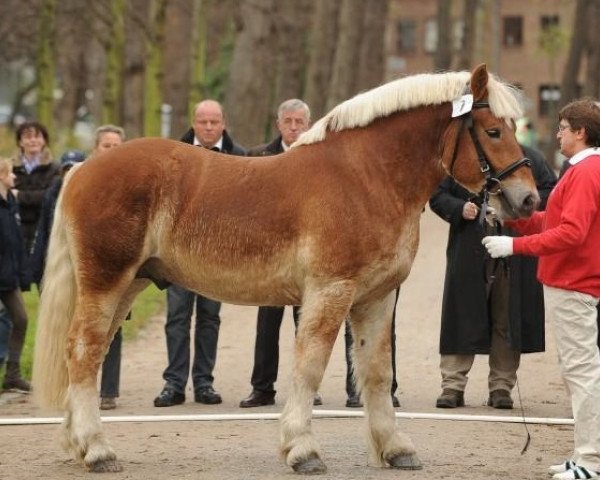 stallion Huckleberry (Rhenish-German Cold-Blood, 2008, from Helmut)