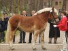 stallion Huckleberry (Rhenish-German Cold-Blood, 2008, from Helmut)