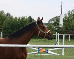 broodmare Candinee (Oldenburg, 2005, from Chambertin)