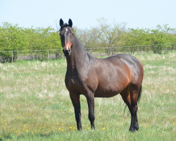 broodmare Adele (Hanoverian, 2004, from Acorado I)