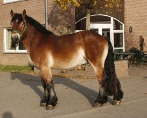 horse Natz (Rhenish-German Cold-Blood, 2009, from Nathan)